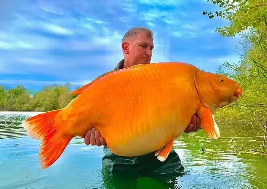 Adeus ao Carrot: morre o maior peixe-dourado do mundo; VEJA FOTOS