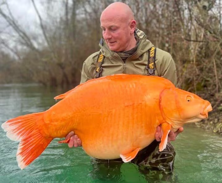 Adeus ao Carrot: morre o maior peixe-dourado do mundo; VEJA FOTOS