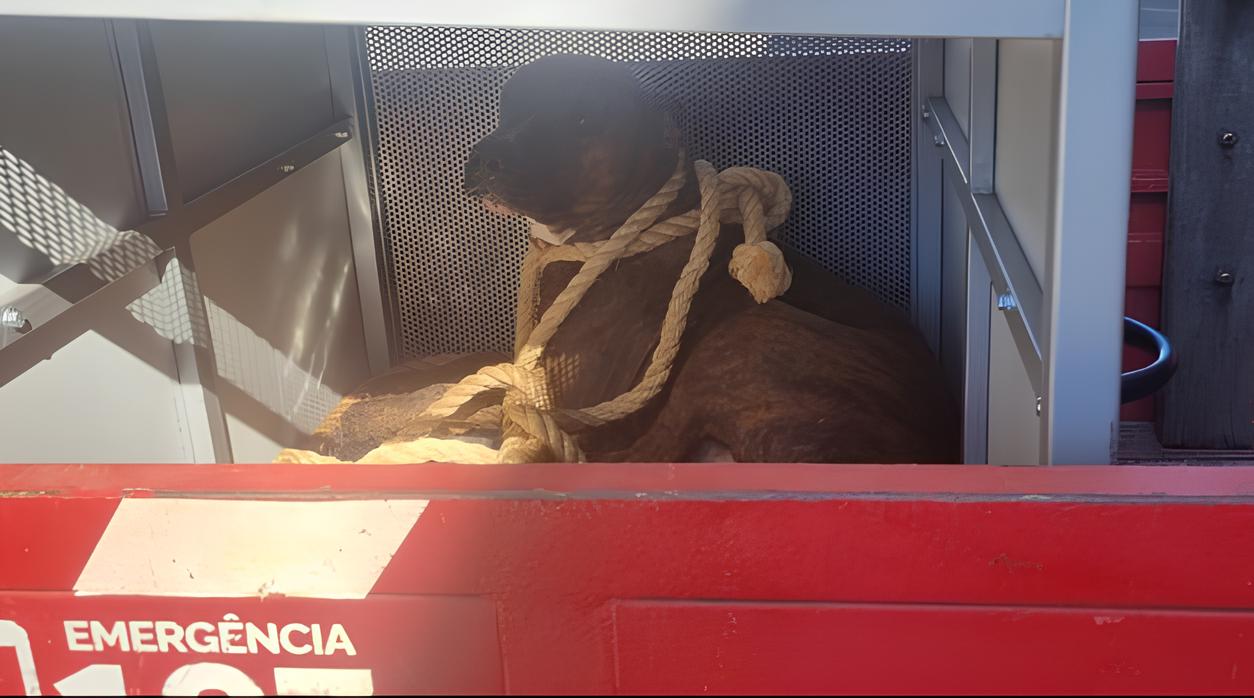 Menina de 12 anos é atacada por pit bull na sala de aula. Veja vídeo:
