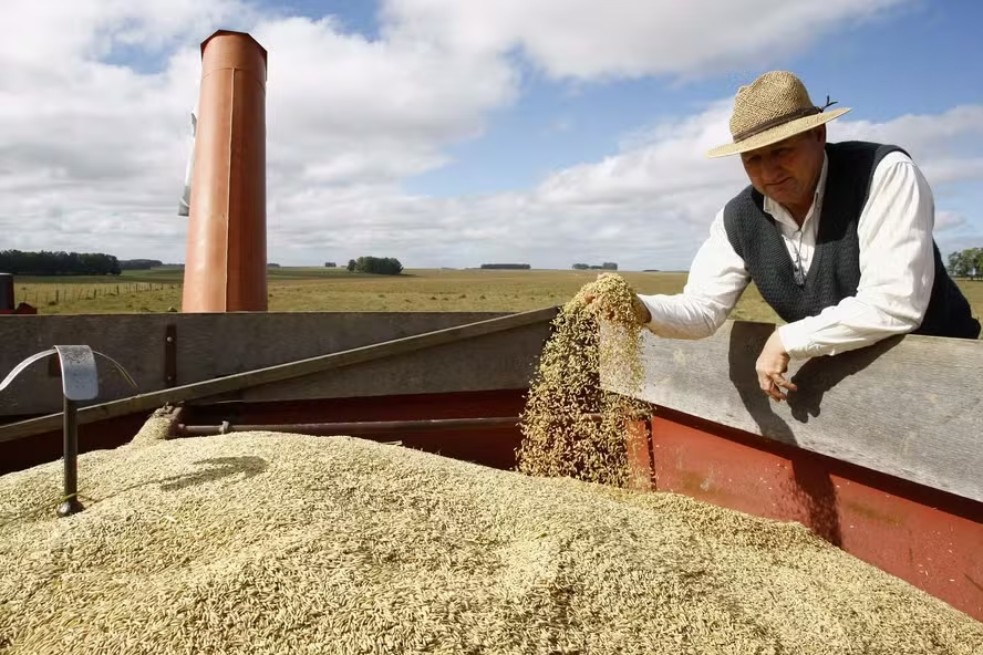 Produtor de arroz