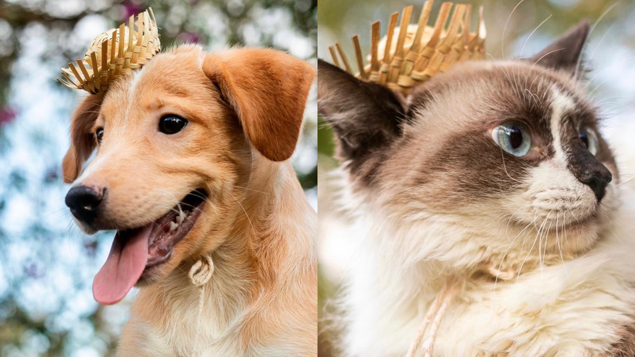 Cãezinhos e gatinhos em festa; encontre seu pet no primeiro arraiá de adoção de Cuiabá