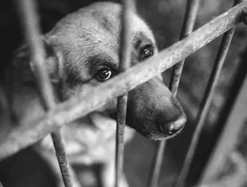 Homem confessa assassinato brutal de cachorrinha em Nova Xavantina; veja vídeo