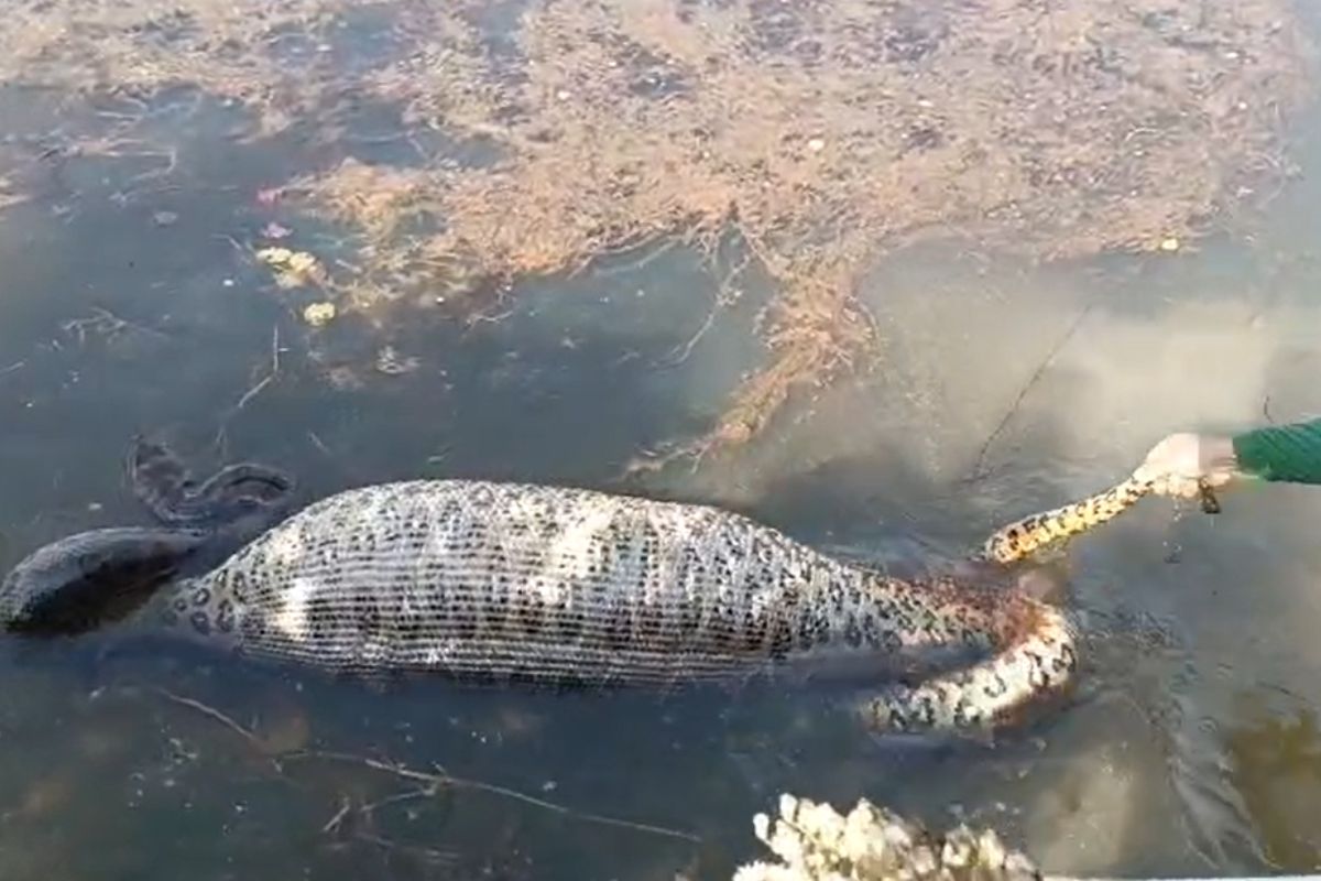 Sucuri de 5 metros é encontrada boiando em lago de Várzea Grande