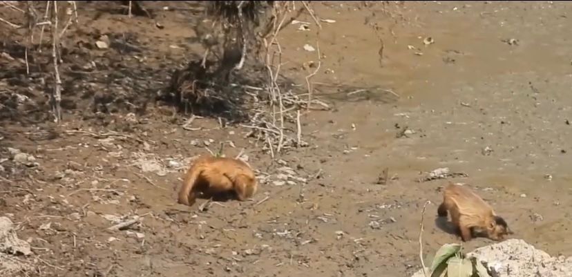 Animais Ameaçados Buscam Desesperadamente por Água na Pior Seca do Pantanal