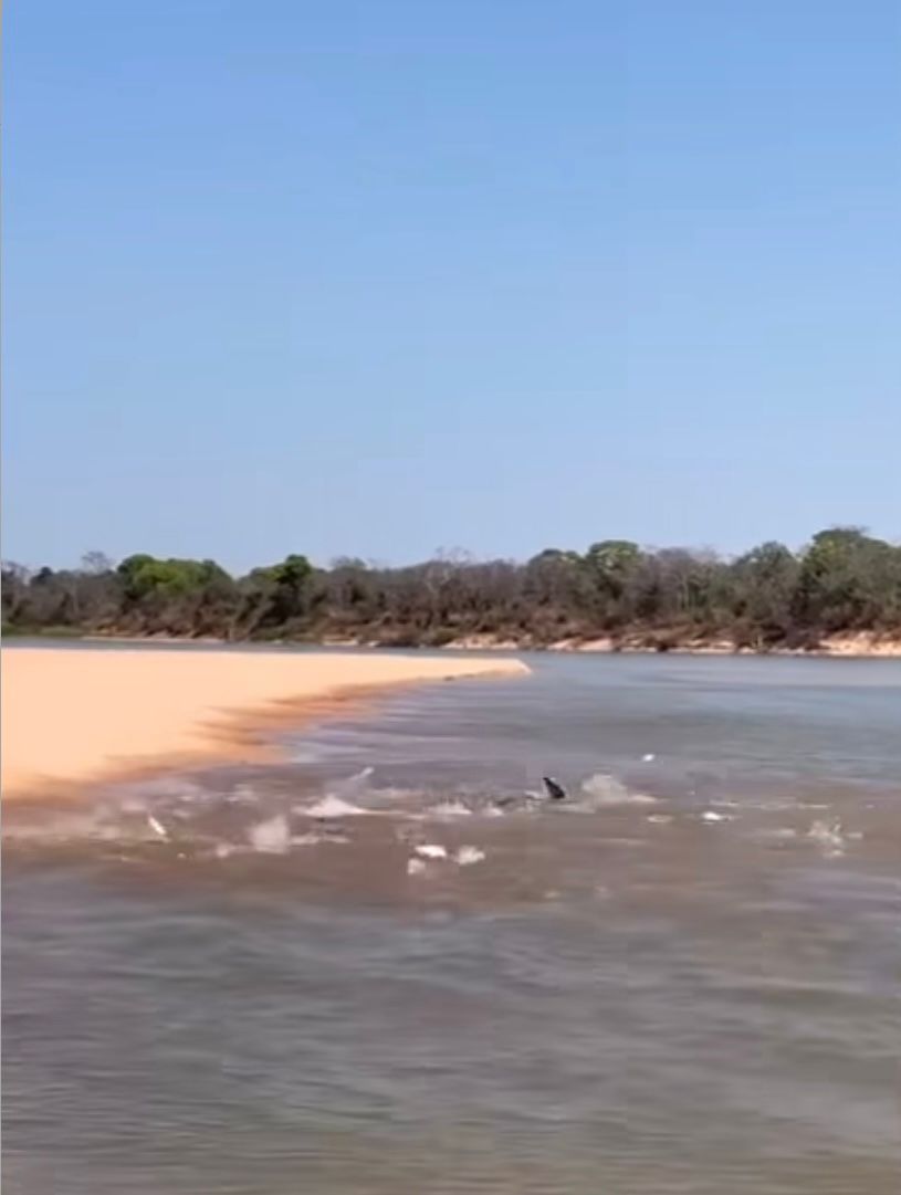 Botos Caçam Cardume Gigante no Rio Araguaia