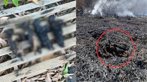 Incêndio em bairro de Várzea Grande causa a morte de dezenas de gatos