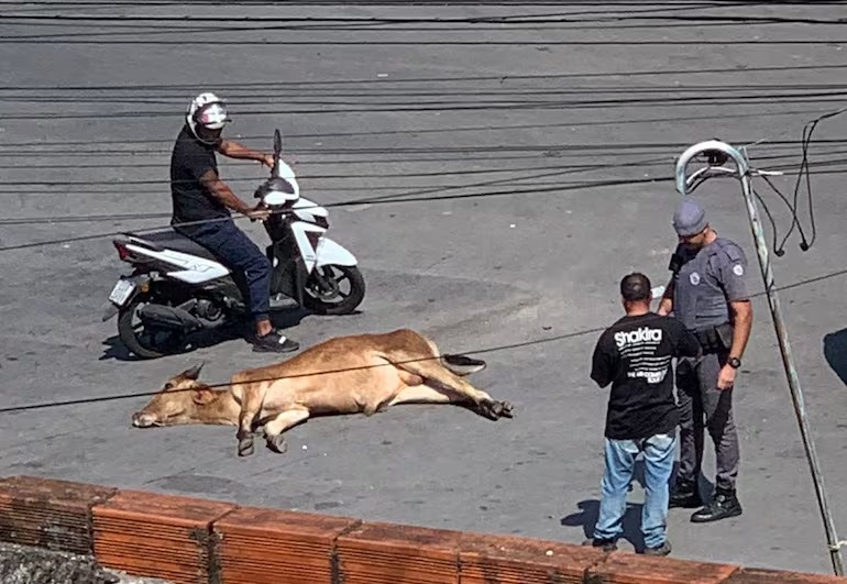 PM abate boi a tiros após fuga em região metropolitana de SP