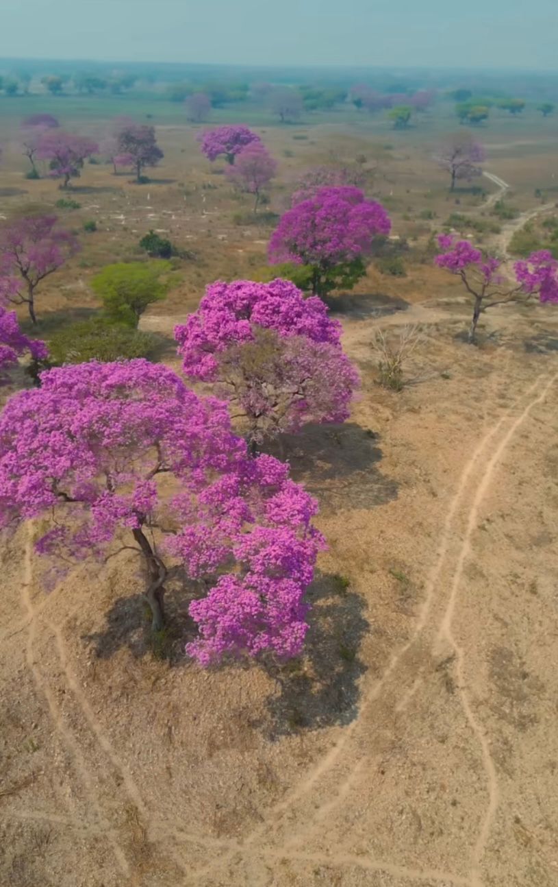 Piúvas desabrocham e encantam o Pantanal em meio à seca histórica