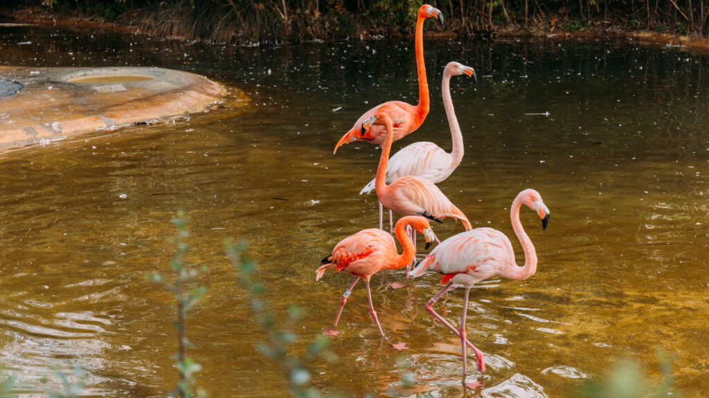 Flamingos machos chocam ovo e criam filhote no Zoológico de Paignton; ENTENDA