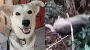 Mãe paga para matar cachorro da filha e causa revolta em SC; VEJA VÍDEO