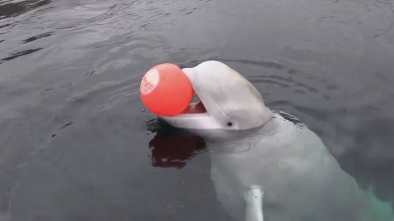 Hvaldimir, a baleia espiã russa, é encontrada morta; VEJA VÍDEO