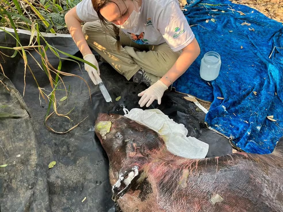 Anta gravemente ferida em queimada recebe tratamento em Jundiaí; VEJA FOTOS