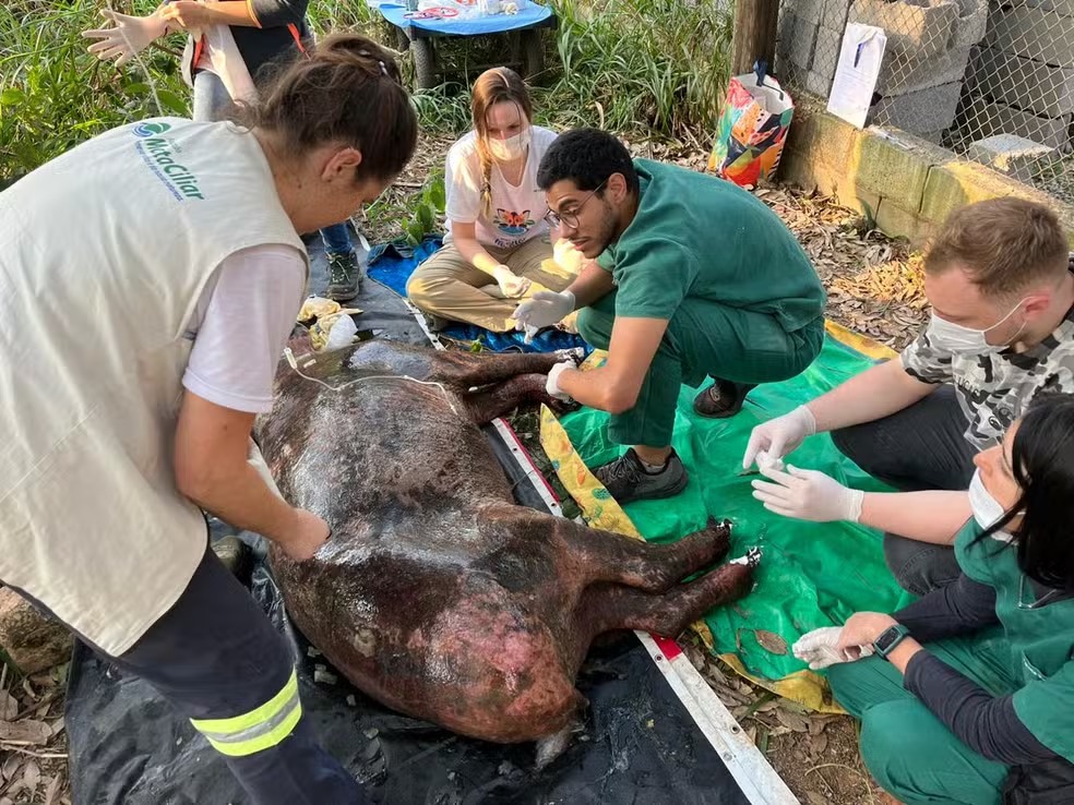 Anta gravemente ferida em queimada recebe tratamento em Jundiaí; VEJA FOTOS