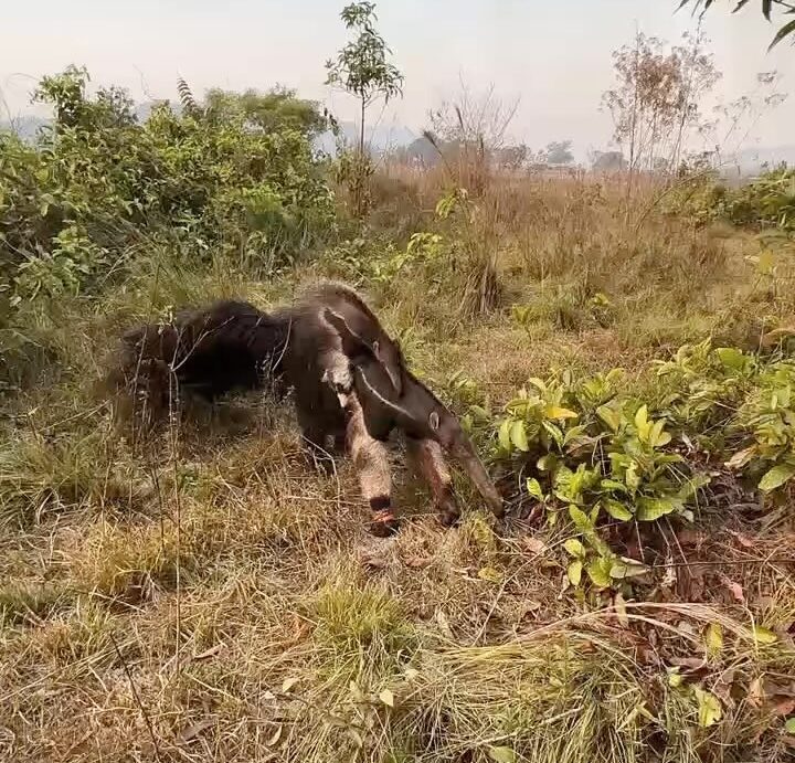Tamanduá é Resgatado em Meio ao Caos dos Incêndios no Mato Grosso