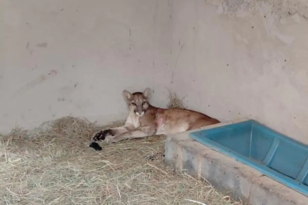 Onça parda que assustou moradores em cima de muro é devolvida à natureza