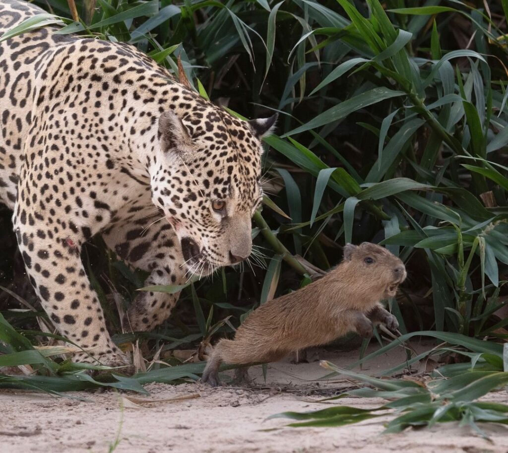 Fotógrafo flagra onça ‘dominando’ filhote de capivara em Mato Grosso