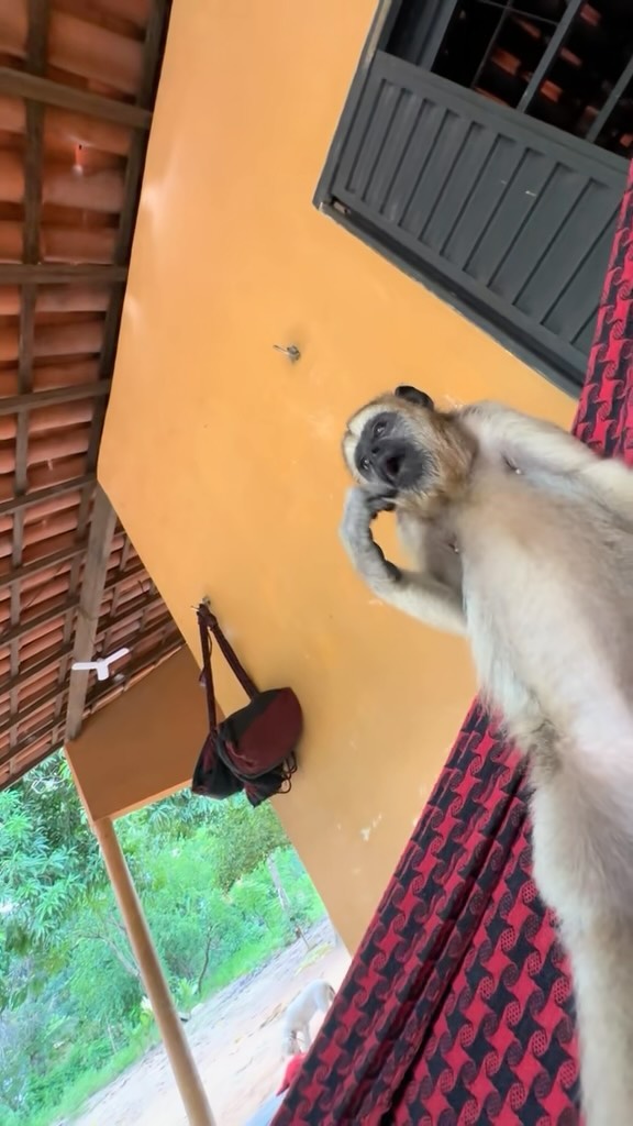Macaquinha divide lanche com tutor no Piauí e viraliza; VEJA VÍDEO