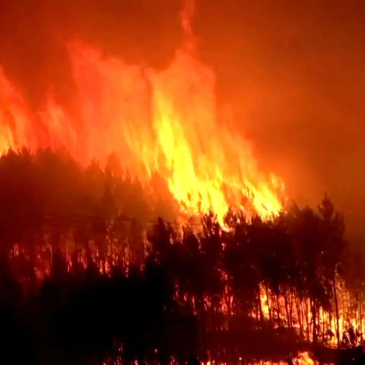 Incêndios florestais em 2024 causam prejuízos bilionários no Brasil; SAIBA TUDO
