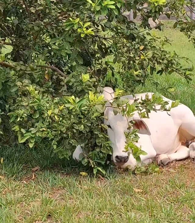 O Boi Carinhoso que Conquistou a Internet com um Gesto de Afeto Inesperado