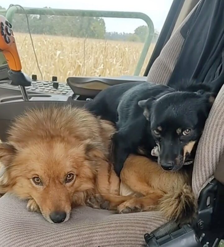 Cachorros Fieis Viralizam com Companhia Inusitada no Campo