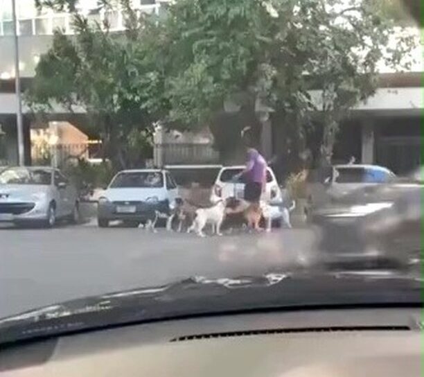 Homem passeia com porco e mais de 10 cães em Botafogo e viraliza nas redes