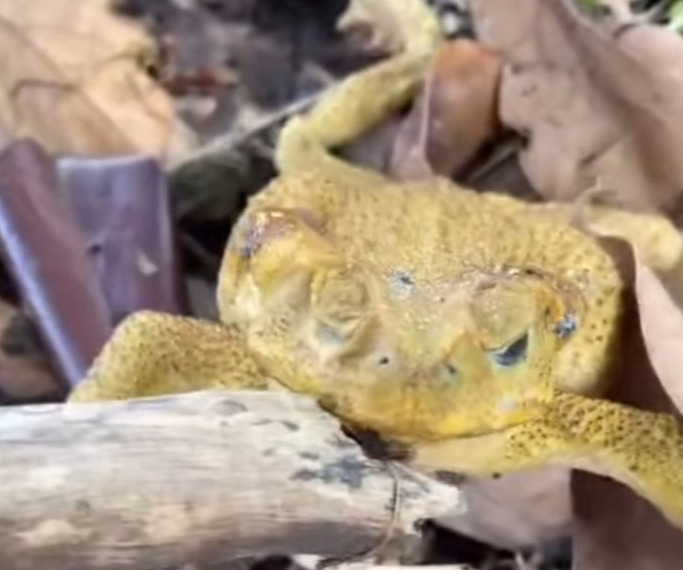 Sapo morre após ser encontrado com a boca colada em Jaraguá do Sul