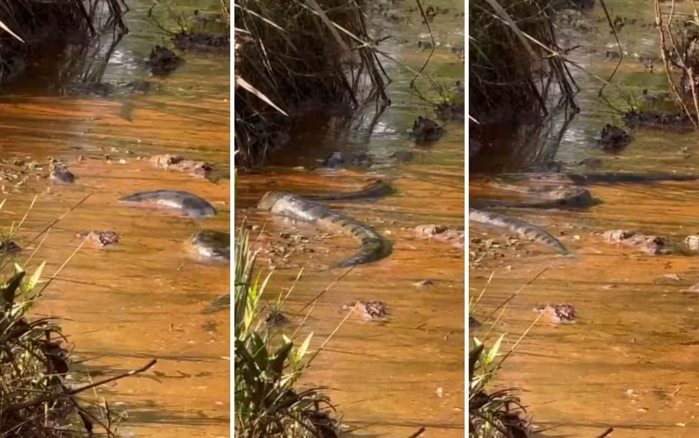 Vídeo de sucuri gigante no Rio Turvo viraliza e agita redes sociais