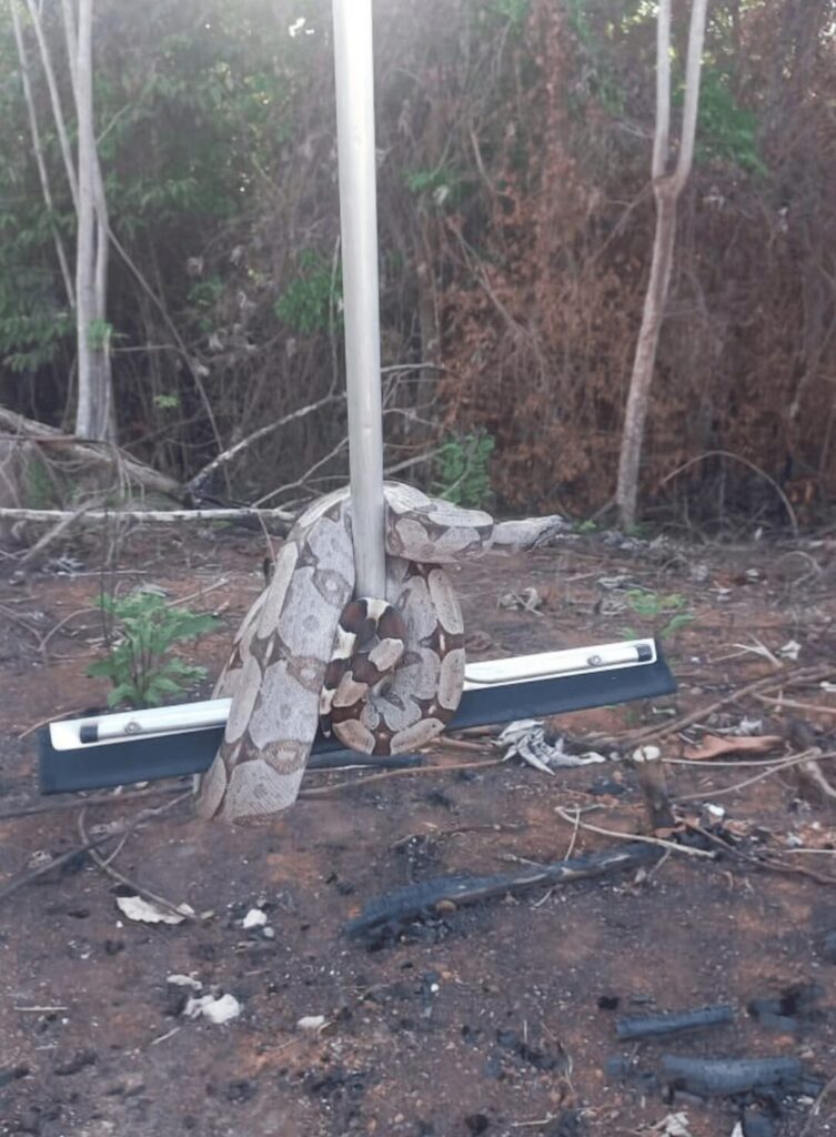 Trabalhador leva susto ao encontrar jiboia em obra no Mato Grosso