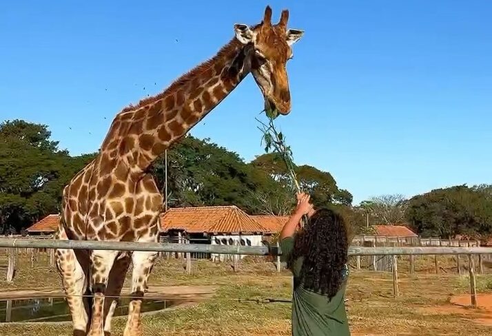 Yaza, a girafa do zoológico de Brasília, comemora 21 anos e supera expectativa de vida; VEJA VÍDEO