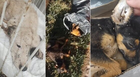Filhotes são Resgatados em Situação de Maus-Tratos em Nova Mutum