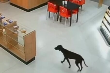 Cachorro invade padaria em GO e furta bolo; VEJA VÍDEO