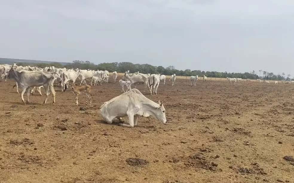 Fazendeiro é multado em R$ 3 milhões por deixar gado morrer de fome em MT