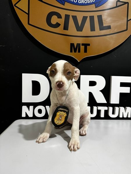 Pitbull resgatado pela polícia em Nova Mutum após ser levado por motorista