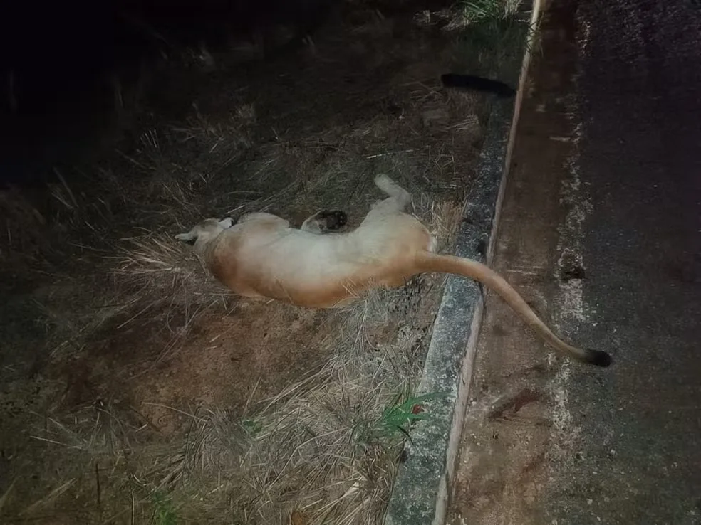 Onça-parda é resgatada ferida às margens da MT-251