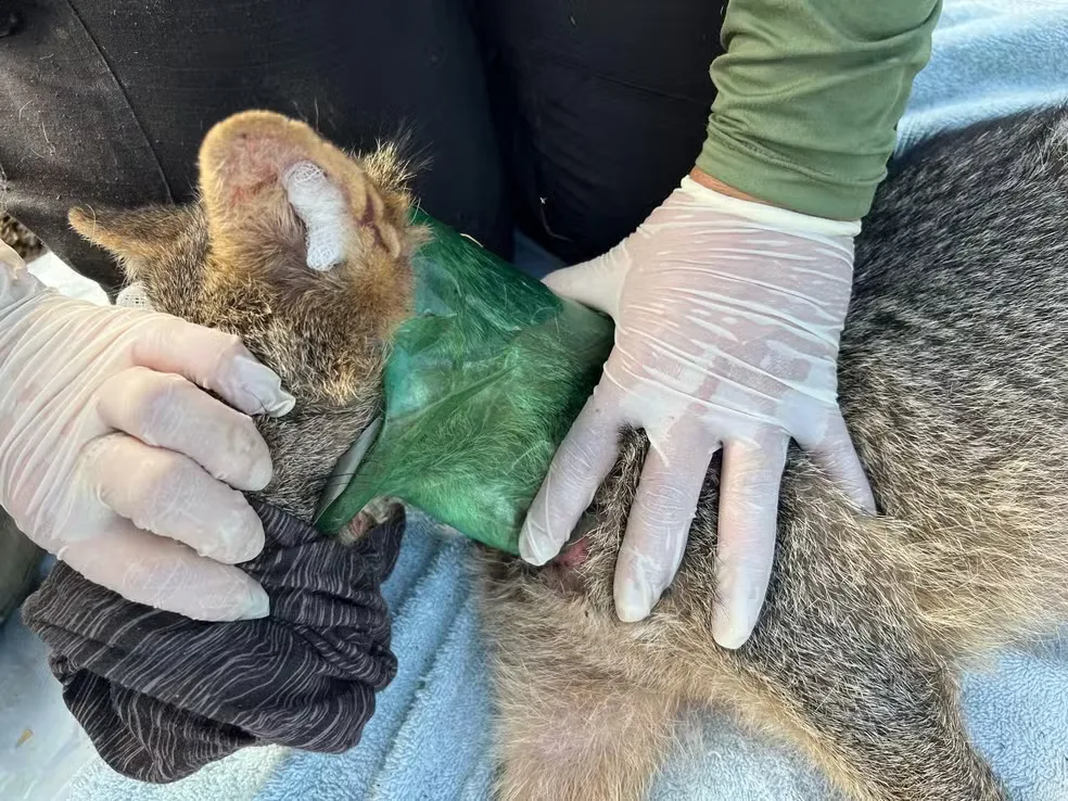 lobo é resgatado com garrafa pet presa em pescoço no Pantanal de MT