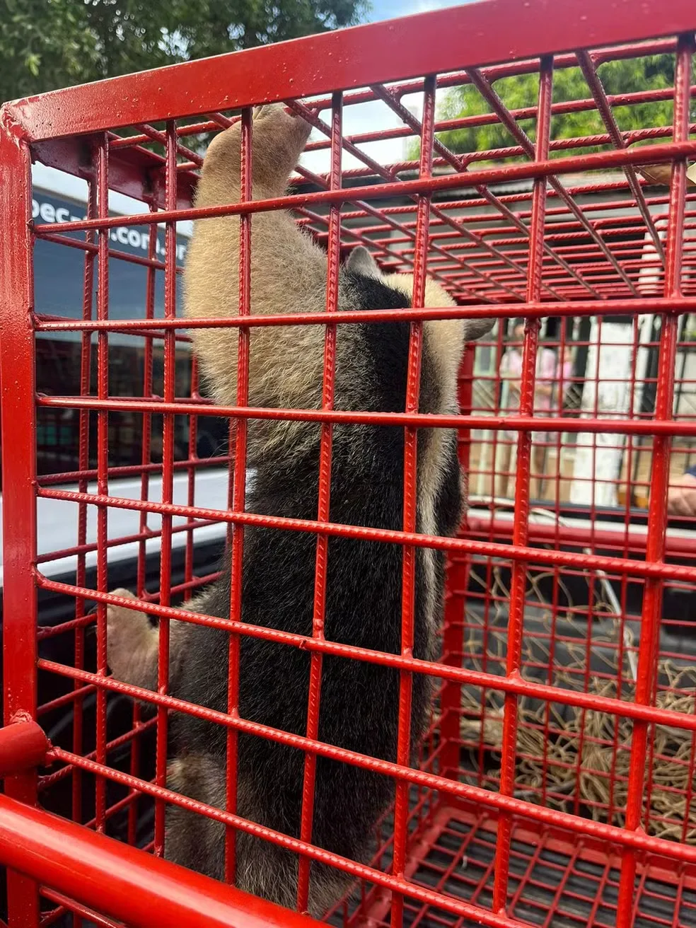 Filhote de tamanduá é resgatado após 'visitar' casa em MT