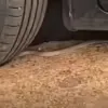 Servidora Leva Susto ao Encontrar Cobra-Cipó em Estacionamento da Prefeitura