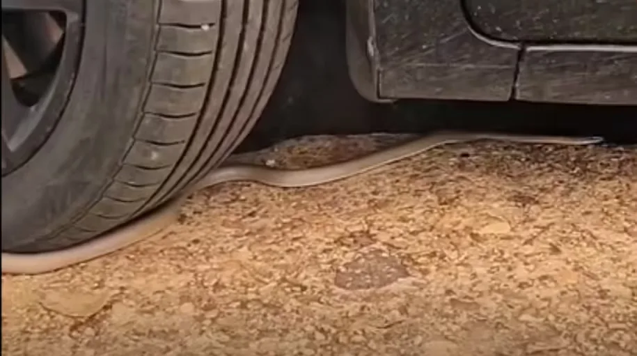 Servidora Leva Susto ao Encontrar Cobra-Cipó em Estacionamento da Prefeitura