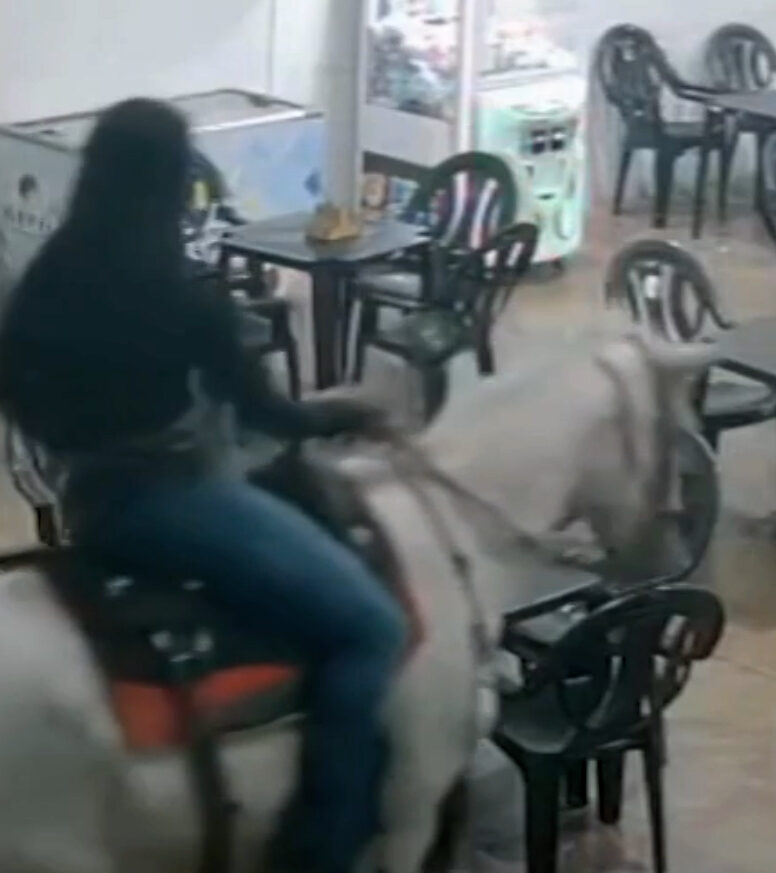 Cavalo em pizzaria de MG surpreende clientes e viraliza; VEJA VÍDEO