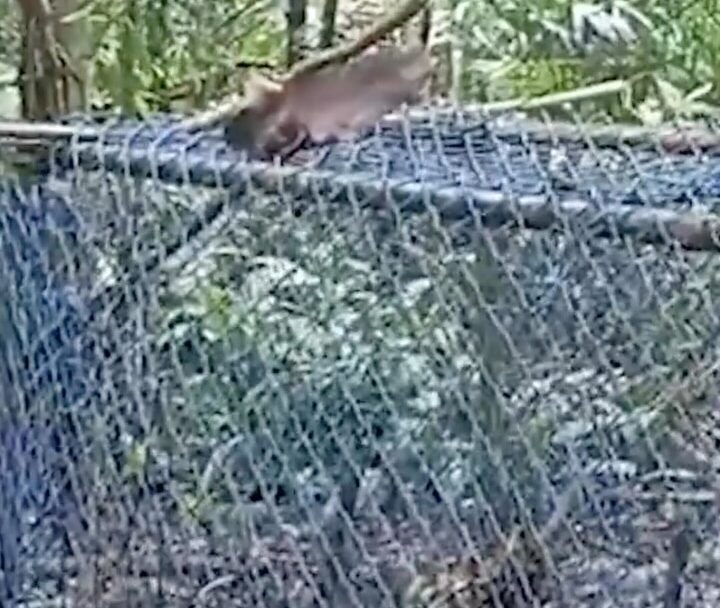 Polícia militar ambiental desmonta refúgio de caçadores na Serra do Mar e apreende equipamentos de caça; VEJA VÍDEO