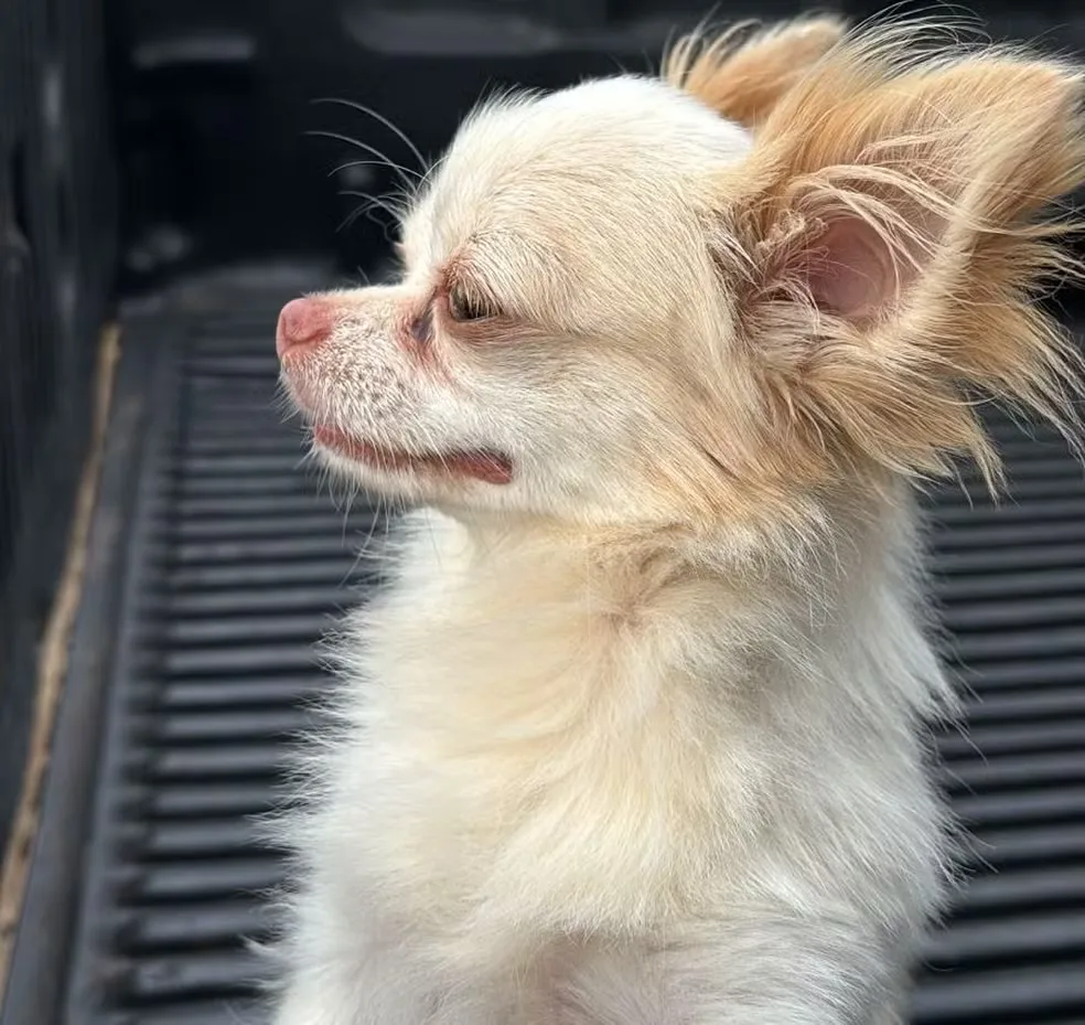 Tutora Revê Chihuahua Furtado Após Um Ano