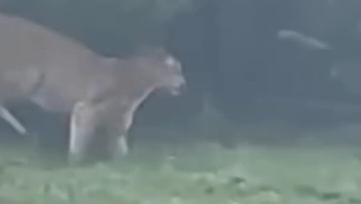 Leão-Baio, ameaçado de extinção, aparece em SC e encanta moradores; VEJA VÍDEO