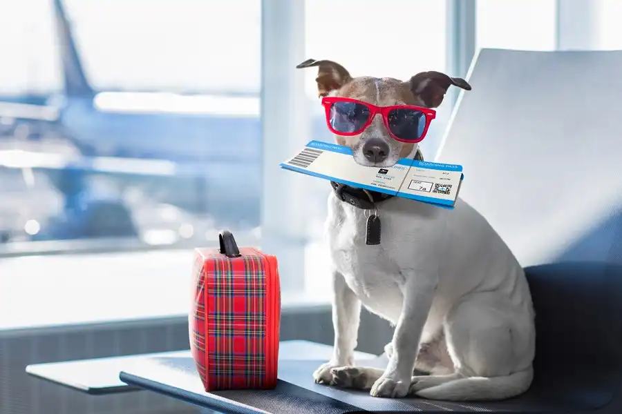 Cachorro na pista do aeroporto de Brasília interrompe pousos e decolagens; SAIBA TUDO