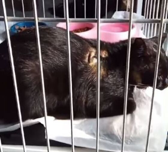 Gato que teve corpo perfurado por flecha se recupera de cirurgia