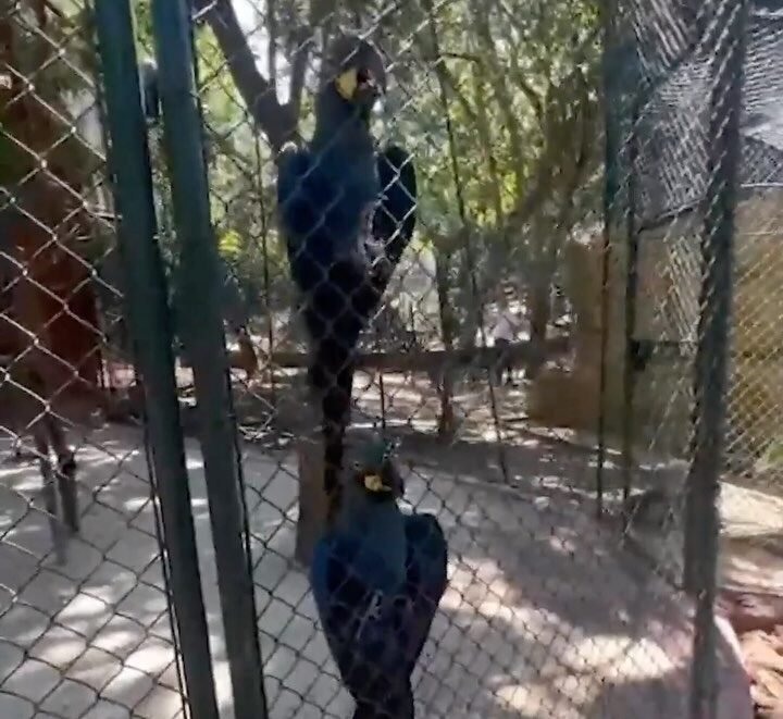Zoológico de SP inaugura refúgio especial para Ararinha-Azul; VEJA VÍDEO