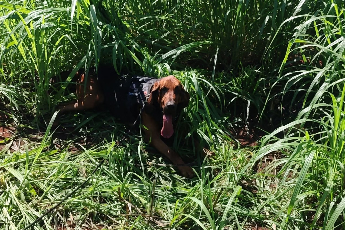 Cão da Guarda Municipal localiza ossada humana em SP; SAIBA MAIS