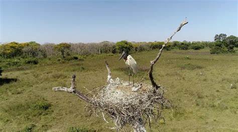 Tuiuiú no Pantanal Encanta ao Alimentar Filhotes