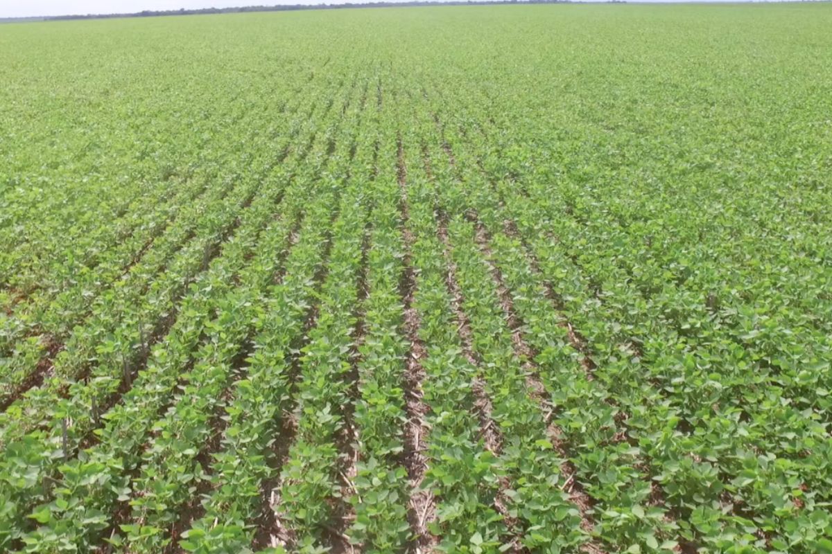 Condições climáticas preocupam produtores de MT e safra de soja é reavaliada