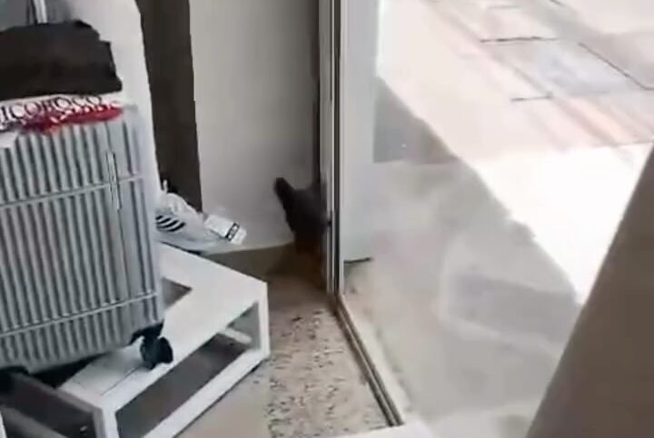 Esquilo surge em loja de cidade em SC e mobiliza polícia ambiental; VEJA VÍDEO