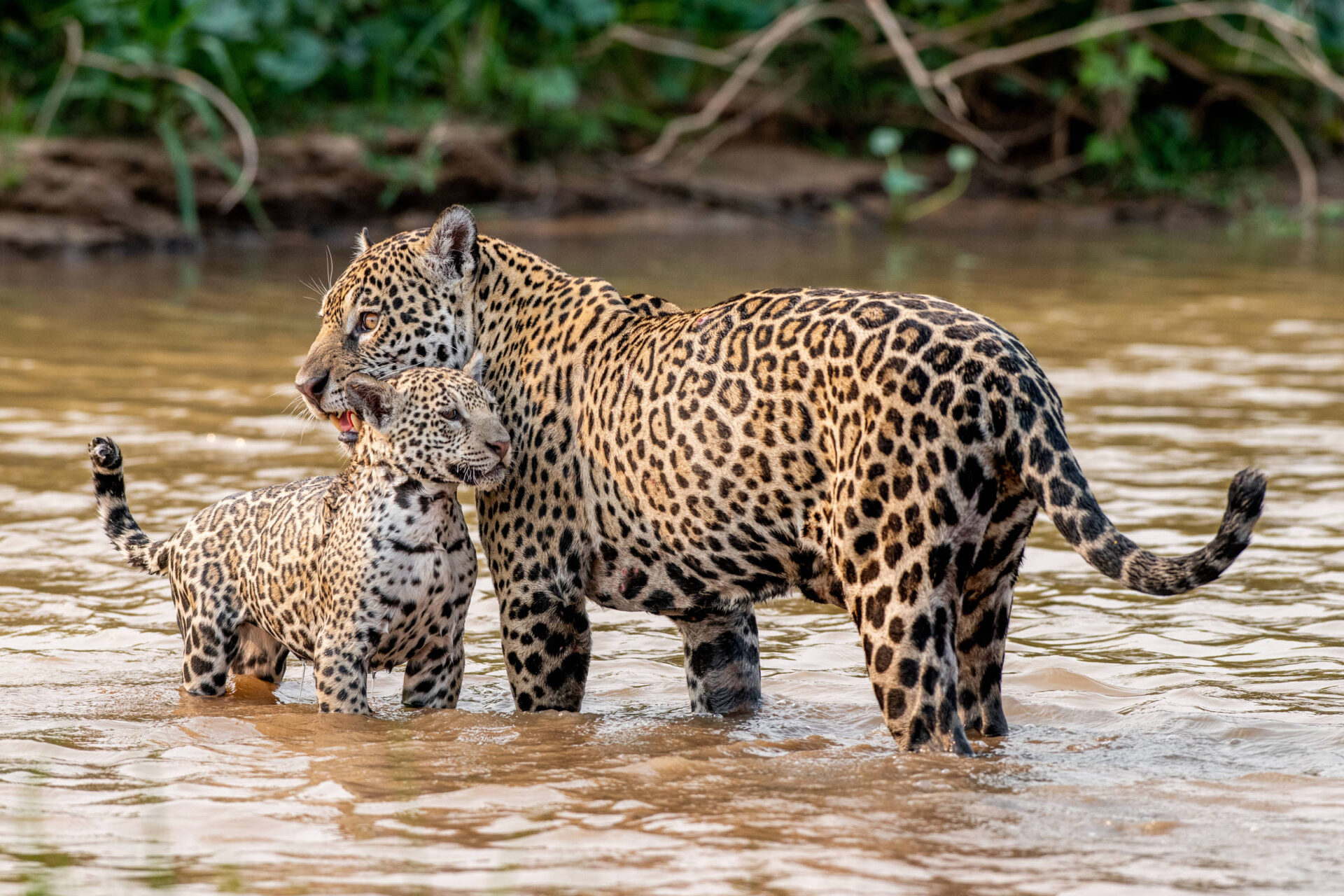 Mamãe onça e filhote espantam calor com farra em rio no Pantanal